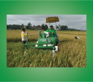 TANIKAYA-panen-padi-menggunakan-combine-harvester-triton-di-lahan-persawahan-Desa-Mataram